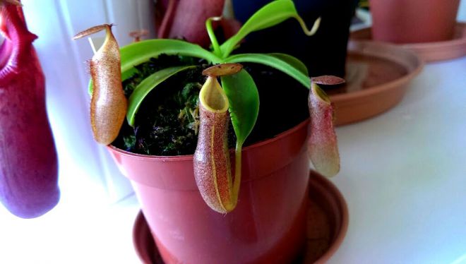 nepenthes النبات كيفية التقاط التربة