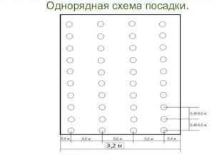 在开放地面的格子的黄瓜计划