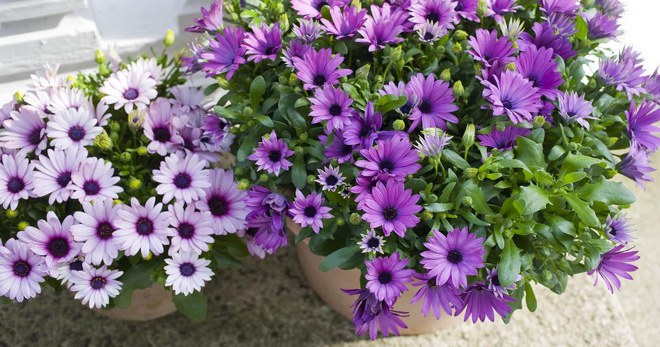 Osteospermum - 在家里长出种子，对开始园丁有用的建议