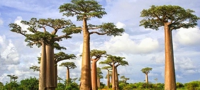 Остров Мадагаскар - интересни факти