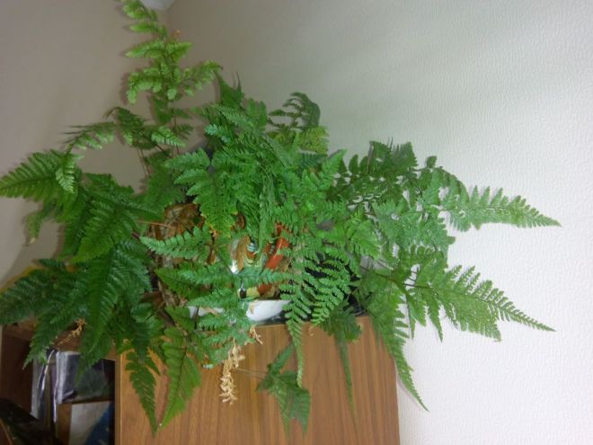 Fern davalia