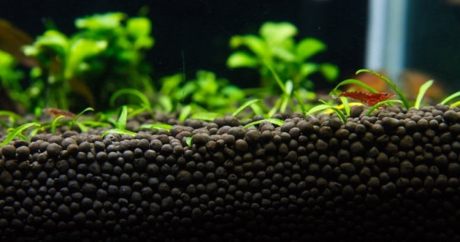 Хранителен грунд за аквариумни растения - какво е необходимо за правилното стартиране?