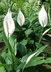 为什么不开花spathiphyllum