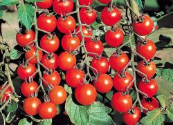růst cherry rajčat
