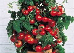 péče o cherry rajčata