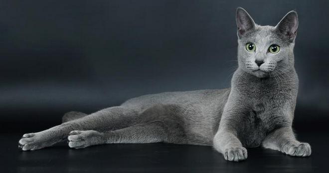 Plemeno koček Ruská modrá - podrobný popis