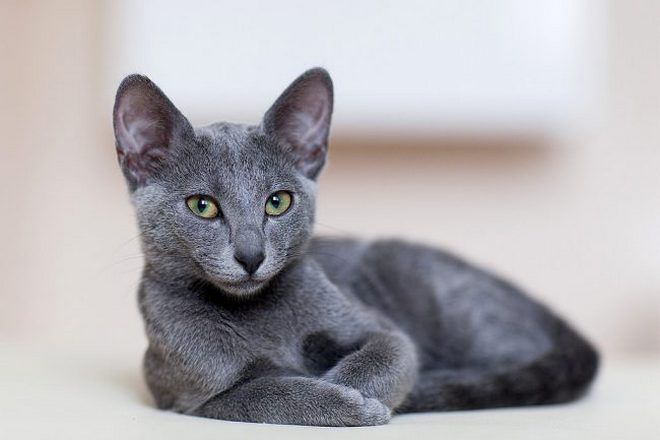 Ruská modrá krátkosrstá kočka
