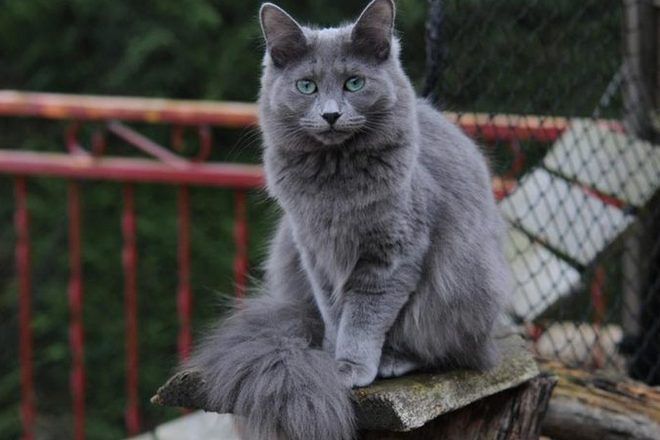 Ruská modrá dlouhosrstá kočka