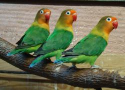 Plemena papoušků