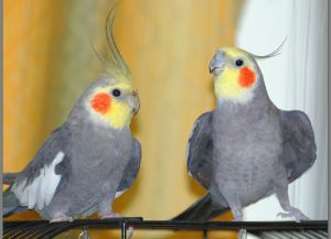 Породи папагали2
