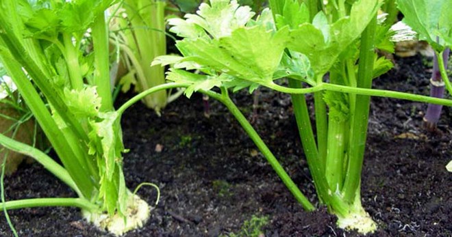 Výsadba celeru - všechny jemnosti péče a kultivace