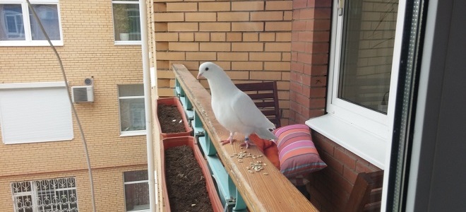 holub na balkoně