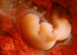 velikost embrya podle tabulky týdne