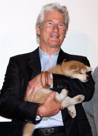 Richard Gere na premiéře filmu Hachika