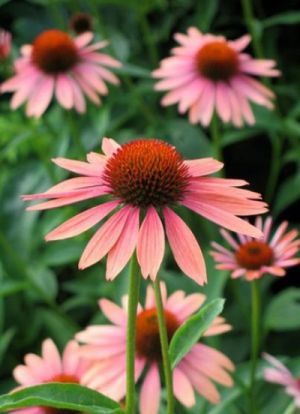 rudbeckia perennial3