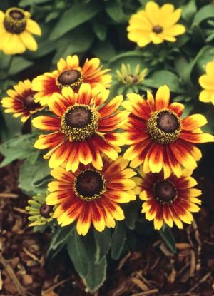 rudbeckia لسنوات عديدة