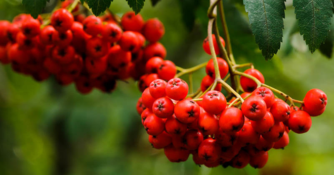 Ashberry普通 - 药用特性和禁忌症