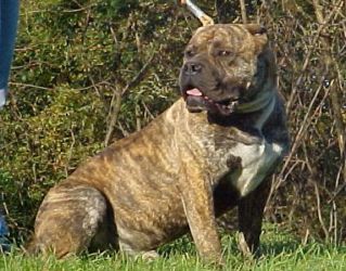 Bandog