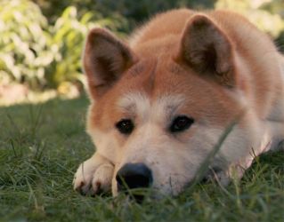 akita inu