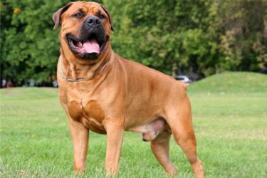 Boerboel