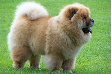 chow chow