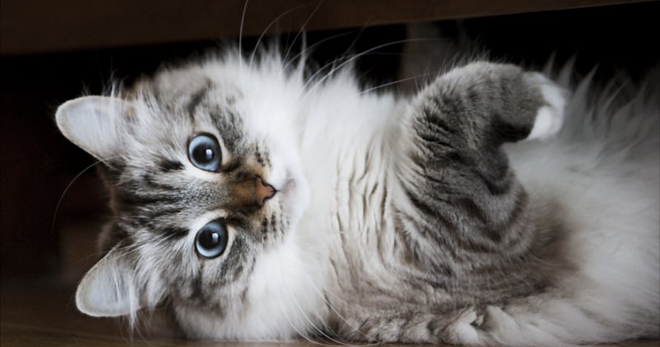 Sibiřské plemeno koček - rysy údržby a péče