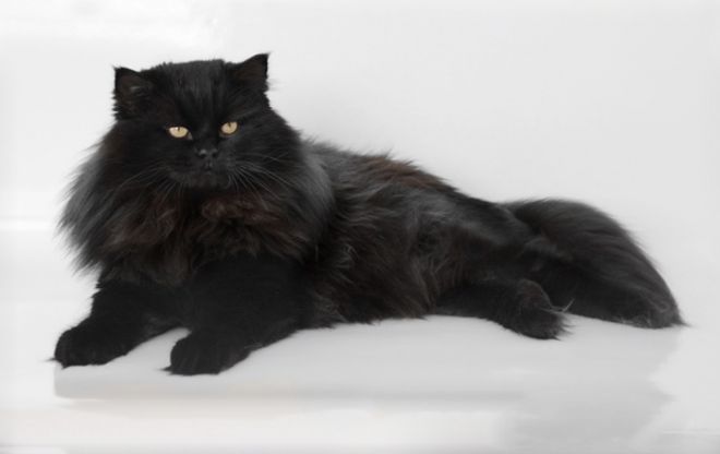Sibiřská černá kočka