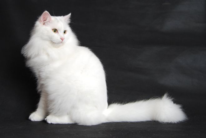 bílá sibiřská kočka