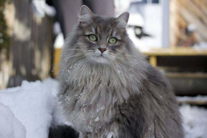 Sibiřská kočka šedá