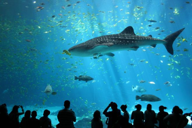 海洋水族馆