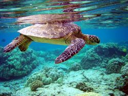 колко морски костенурки живеят