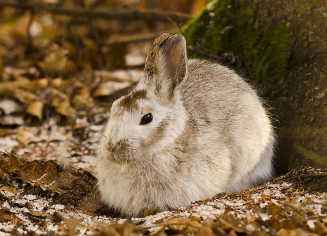 продължителност на живота на заек в природата