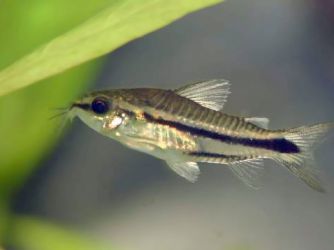 Corridoras Pygmy 10