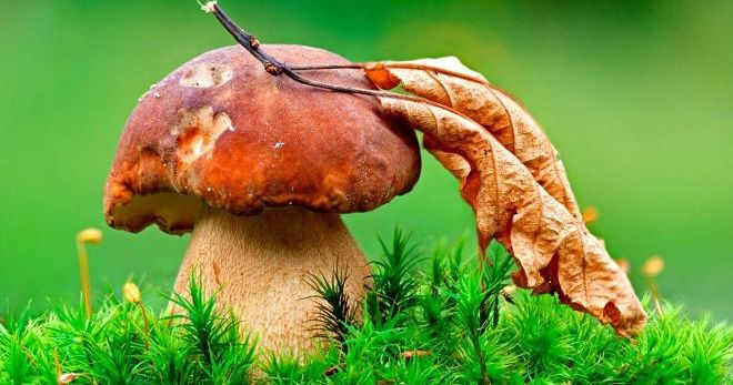 Vysvětlení snů - houby a to, co houby znamenají ve snu?