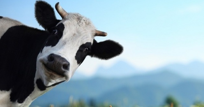 Vysněným tlumočníkem je kráva, co dělá kráva?