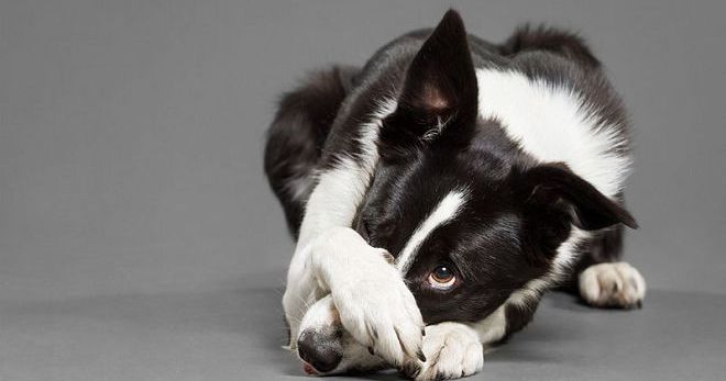 Тълкуване на съня - куче и значението на сънуването за куче