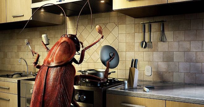 Vysvětlení snů - šváby, co je sen o švábů?