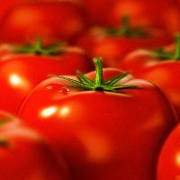 Сортове от домати, устойчиви на късмета