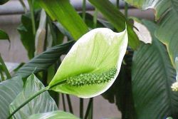 كيفية زرع spathiphyllum