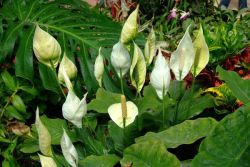 زرع spathiphyllum