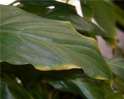 Spathiphyllum - ورقة نصائح الجافة