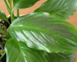 لماذا تجف الأوراق في spathiphyllum