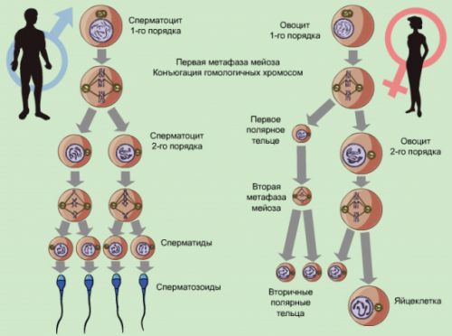 сперматогенеза и оогенеза1