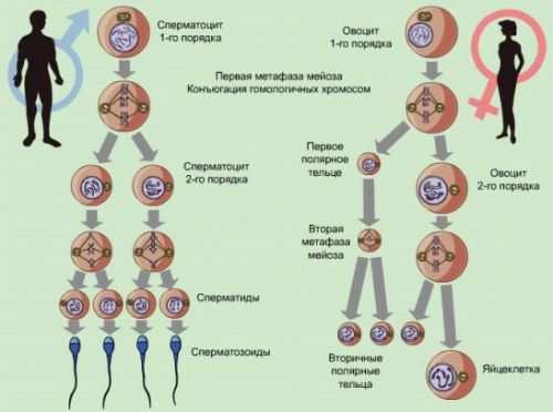 精子发生和卵子发生1