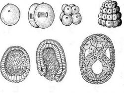 مراحل التطور الجنيني 1