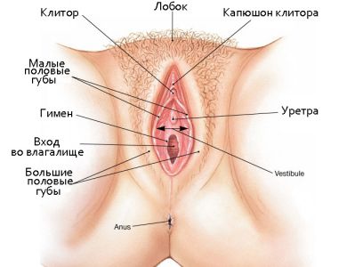 女性性器官的结构