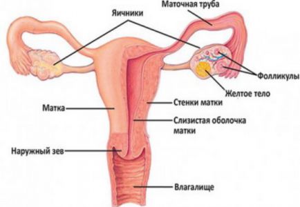 女性生殖器官的结构