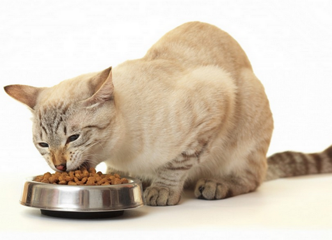 消毒猫的饲料评级