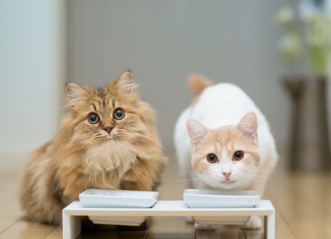 消毒猫饲料的饲料