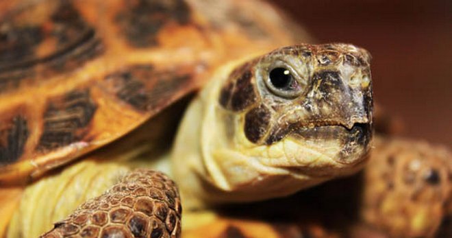 Krajina želva - základy udržování a péče o domácí reptil